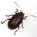 Colaspis brownsvillensis