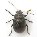 Colaspis brownsvillensis - photo 2