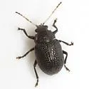Colaspis brownsvillensis - photo 3