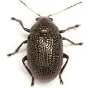Colaspis brownsvillensis - photo 4