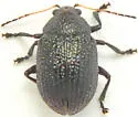 Colaspis brownsvillensis - photo 5
