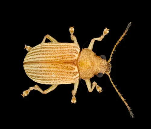 Grape Colaspis