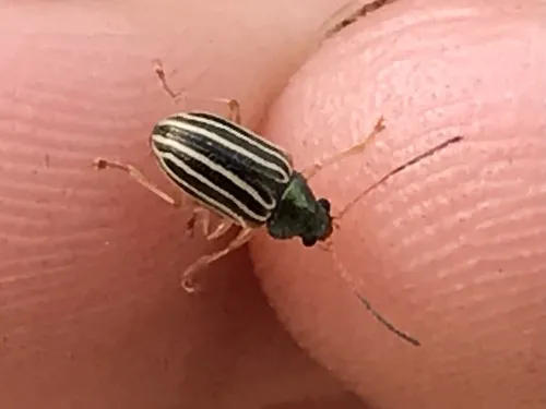 Colaspis costipennis