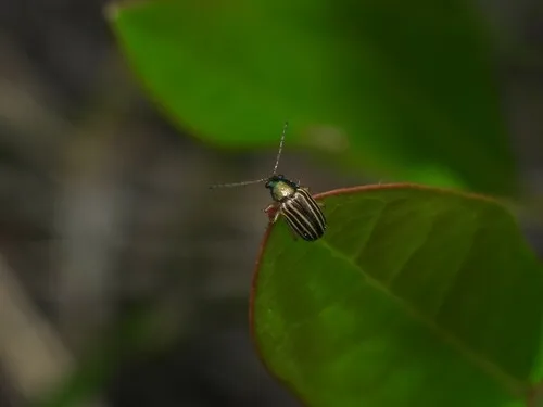 Colaspis costipennis - photo 2