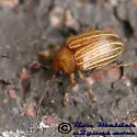 Colaspis crinicornis