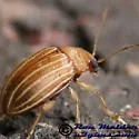 Colaspis crinicornis - photo 2