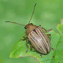 Colaspis crinicornis - photo 3