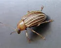 Colaspis crinicornis - photo 4