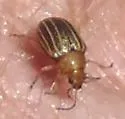 Colaspis crinicornis - photo 5