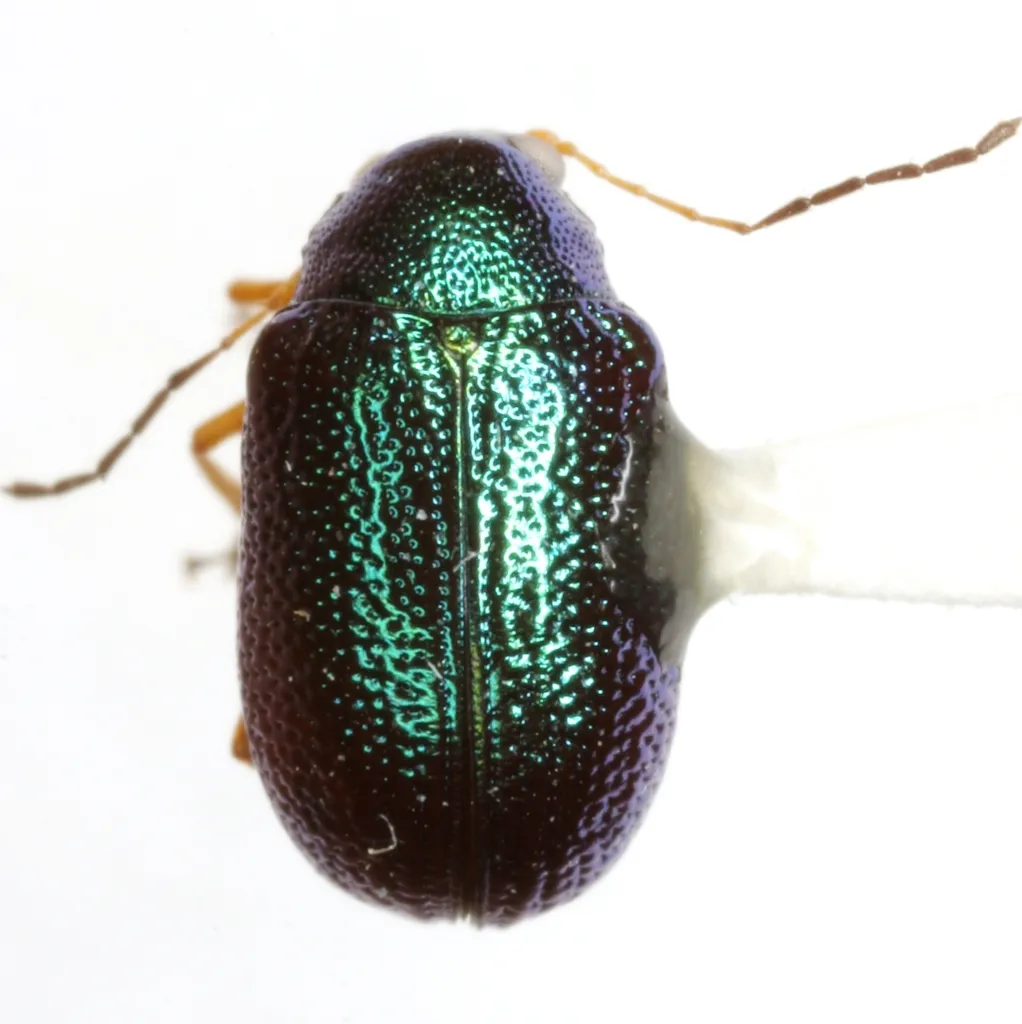 Colaspis cruriflava - photo 2