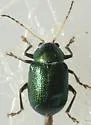 Colaspis favosa-complex - Colaspis favosa-complex