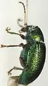 Colaspis favosa-complex - photo 2