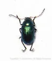 Colaspis favosa-complex - photo 4