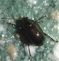Colaspis favosa-complex - photo 5