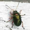 Colaspis favosa