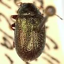 Colaspis favosa - photo 2
