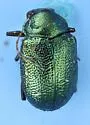 Colaspis favosa - photo 3