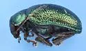 Colaspis favosa - photo 4