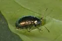 Colaspis favosa - photo 5