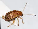 Colaspis floridana - photo 2