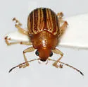 Colaspis floridana - photo 3
