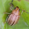 Colaspis floridana - photo 4