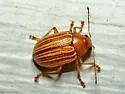 Colaspis floridana - photo 5