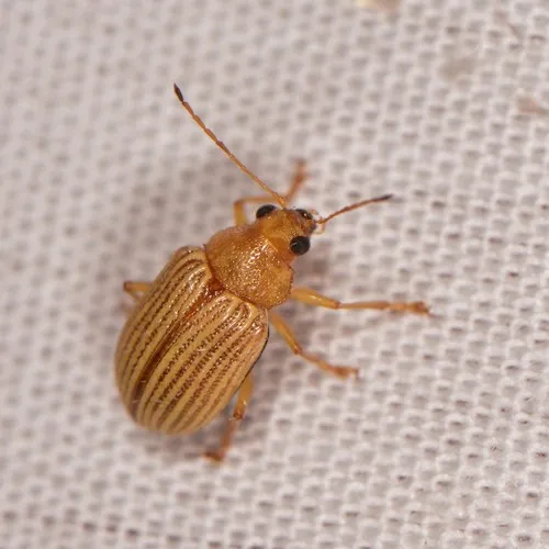 Western Brown Colaspis Leaf Beetle - photo 2