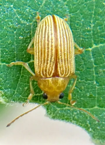 Western Brown Colaspis Leaf Beetle - photo 3