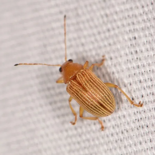 Western Brown Colaspis Leaf Beetle - photo 4