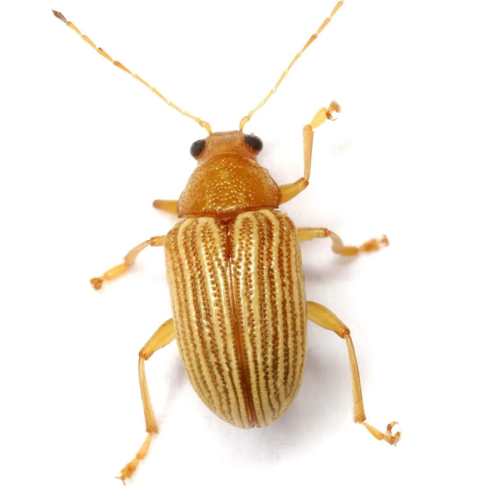 Western Brown Colaspis Leaf Beetle - photo 5