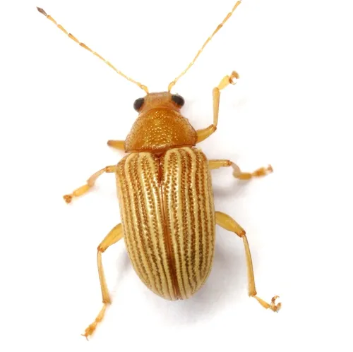 Western Brown Colaspis Leaf Beetle - photo 6