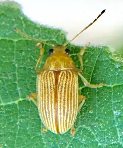 Western Brown Colaspis Leaf Beetle - photo 7
