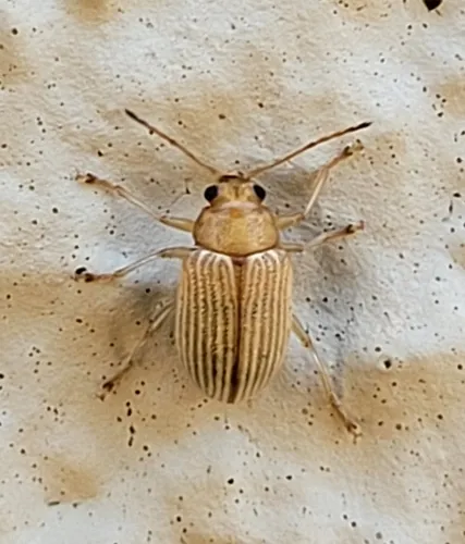 Western Brown Colaspis Leaf Beetle - photo 8