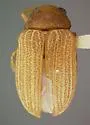 Colaspis keyensis