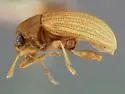 Colaspis keyensis - photo 2
