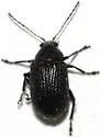 Colaspis melaina - Colaspis melaina
