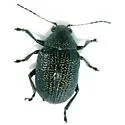 Colaspis nigrocyanea - photo 2