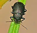 Colaspis nigrocyanea - photo 3