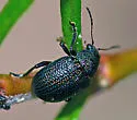 Colaspis nigrocyanea - photo 4