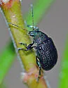 Colaspis nigrocyanea - photo 5