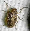 Colaspis pini - Colaspis pini