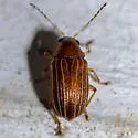 Colaspis pini - photo 2