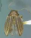 Colaspis pini - photo 3
