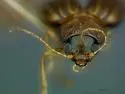 Colaspis pini - photo 4