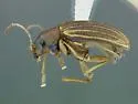 Colaspis pini - photo 5