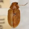 Colaspis planicostata - Colaspis planicostata