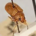 Colaspis planicostata - photo 2