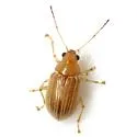 Colaspis planicostata - photo 3