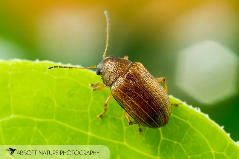Colaspis recurva - photo 2